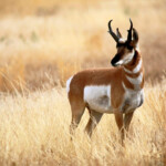 Antelope hunting montana Musselshell County