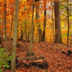 Beartown Woods Natural Area 2 Autumn Foliage And Leaf dr Flickr