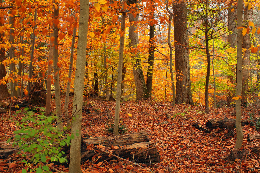 Beartown Woods Natural Area 2 Autumn Foliage And Leaf dr Flickr